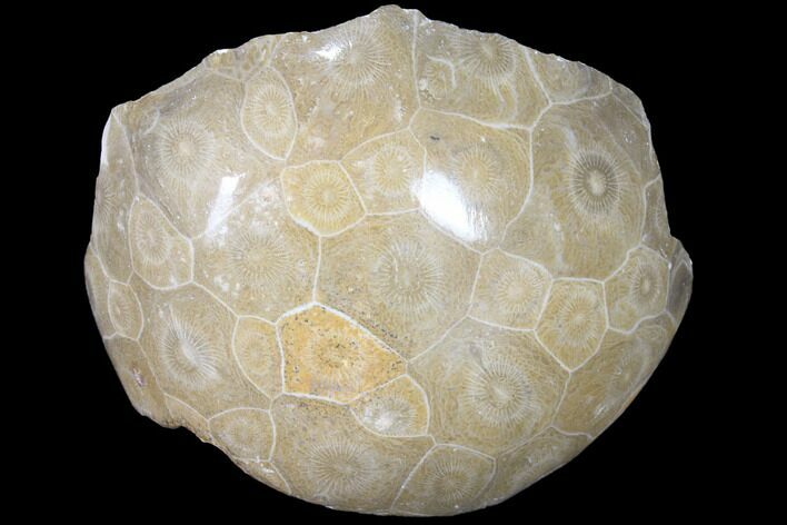 Polished Fossil Coral (Actinocyathus) - Morocco #85013